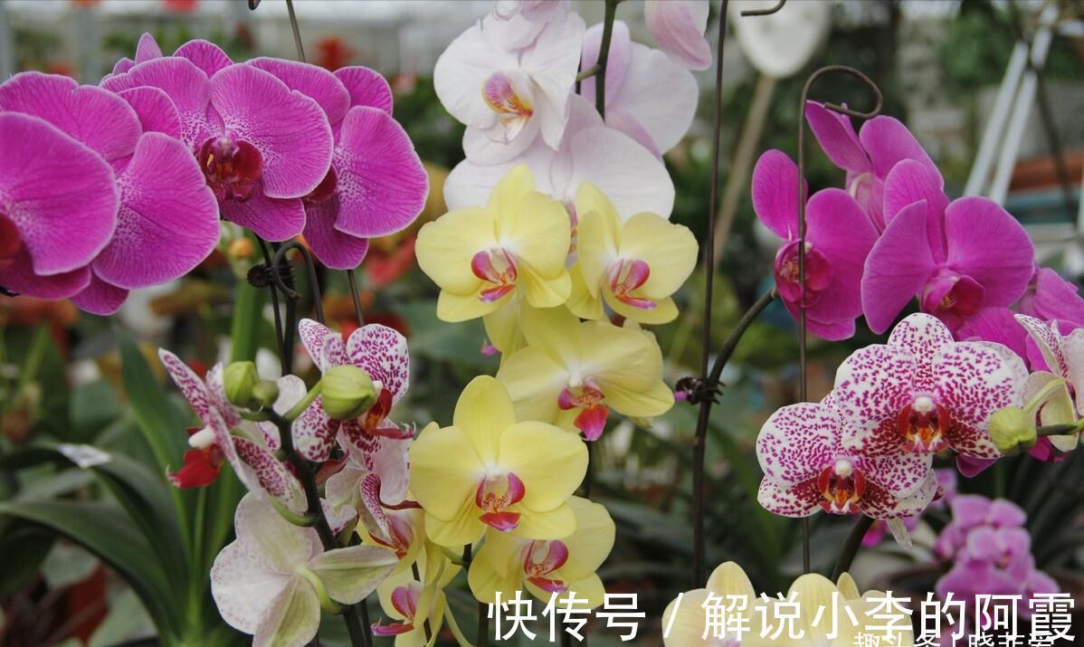 富贵|适合客厅养的5种漂亮花，喜庆大气又吉祥，幸福感满满