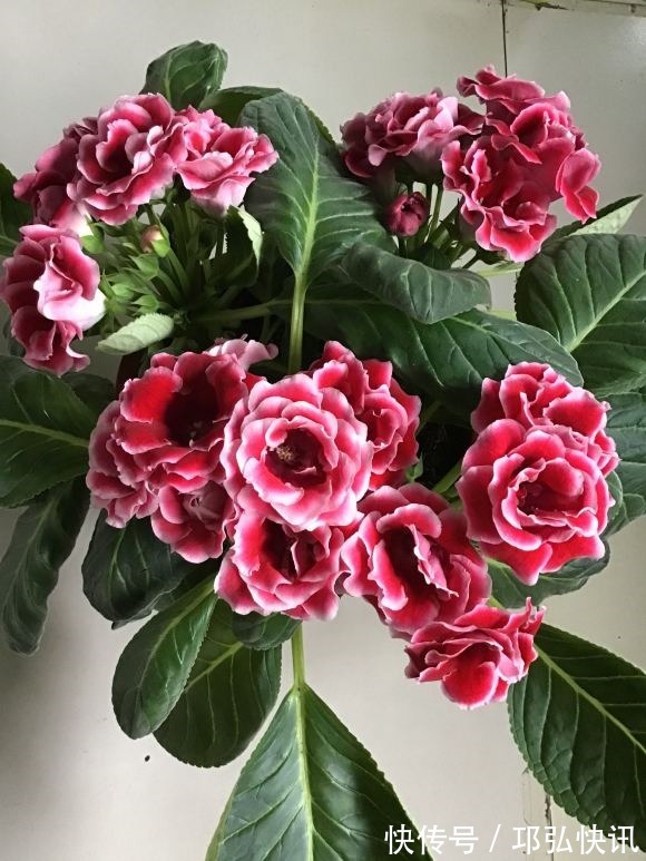 浸盆|4种娇气花,就怕“当头灌”,叶片沾水就烂,浇水要谨慎