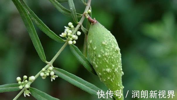 萝藦科|它是“最冤”野果!全身是“宝”,可惜常被农民误当野草除去