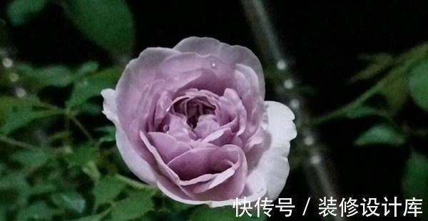 喷药|花友种月季前必须考虑清楚三个问题,不然越养越心烦