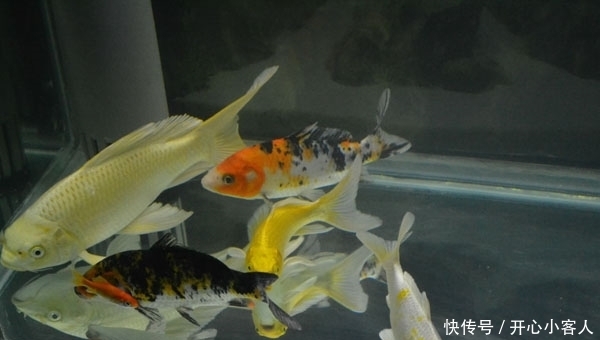 锦鲤水混如何换水!!!