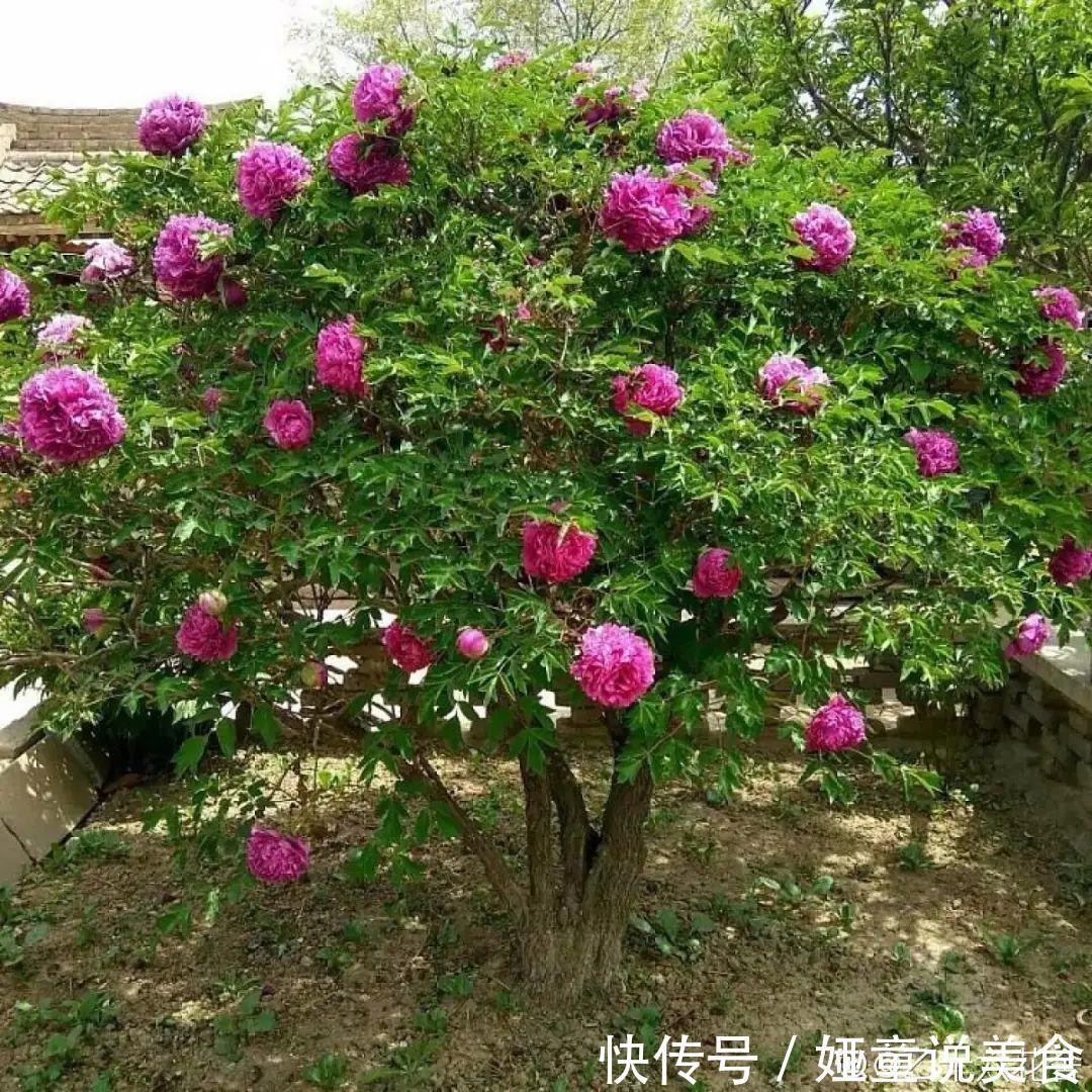 9种花是富贵命,必须大盆养,小盆养会憋死