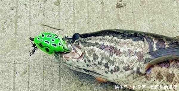 要素|夏季钓黑鱼4大要素:宜早晚、溜草边、钓草洞、勤行动
