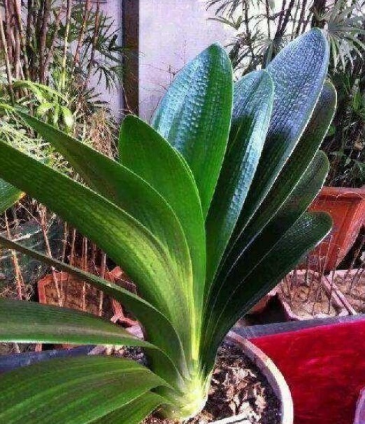 君子兰|君子兰施什么肥好肥料选择方法交给你!君子兰叶片肥厚,叶纹深