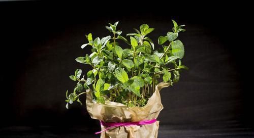  效果|再也不用花钱买生根粉了，自制生根粉，效果比生根粉好很多！