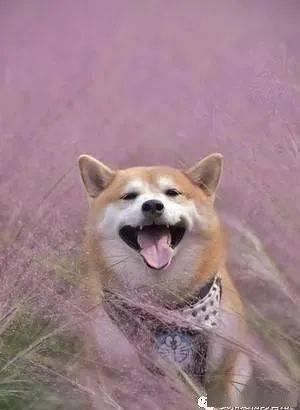 帅柴比樱花还抢眼球，变网帅吸引大批游客拍照！