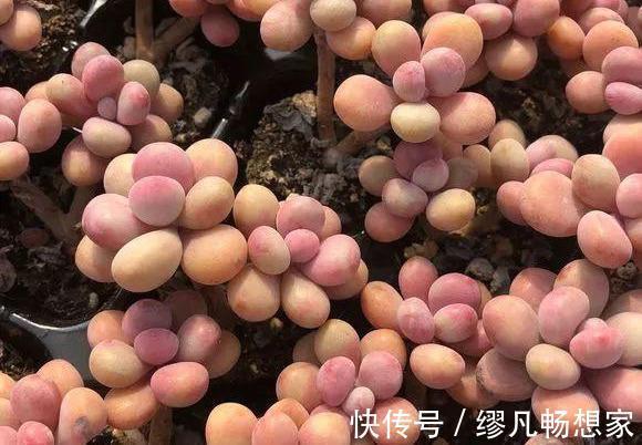 阳台养多肉,桃蛋粉嘟嘟,一生百,百生千,变成小桃林