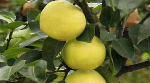 女性过了40岁,常吃4种食物,净化血液,排除毒素,增强抵抗力