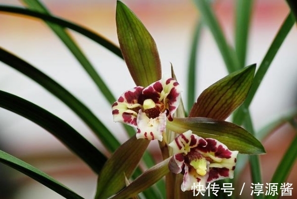 养兰|兰花空根难养活，养兰注意3个方面，兰花空根及时发现，养护更轻松