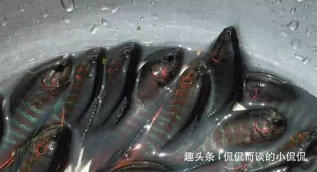 钓鱼人最“痛恨”的7类鱼,十个钓鱼人里面,有九个半是讨厌的