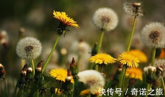 天天秤座|在8月，姻缘当头，桃花缠绕，前缘入命，这四大星座旧爱即将回归