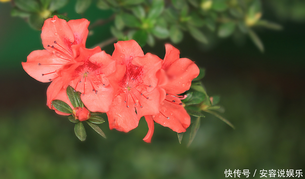 生肖|十二生肖中,吃的很多,却长不胖的三个生肖,越吃身材越好