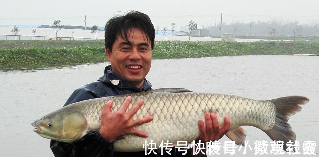 老坛玉米钓青鱼草鱼,这样的挂钩方式,不挡口容易中鱼还能钓翘嘴