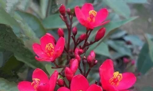 不能错过世上开花时间最长的四种花卉,一年四季天天能赏花