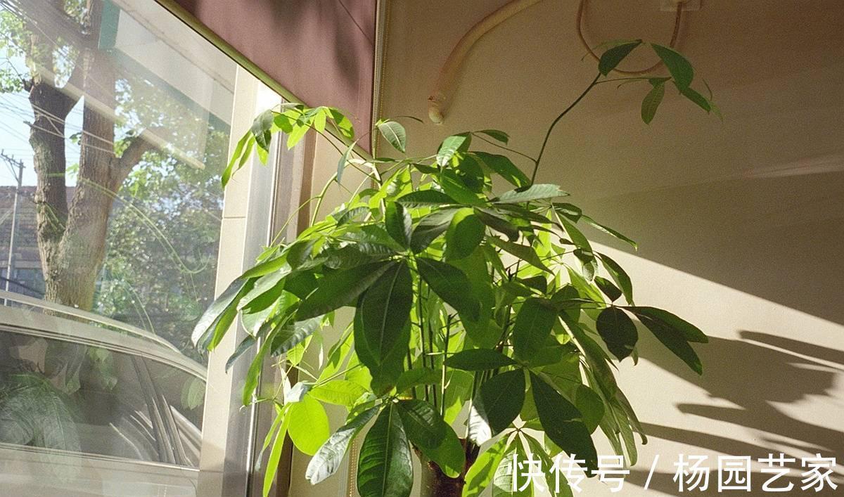 可以养卫生间的3种花,叶油绿花漂亮,吸湿气去异味,长势好