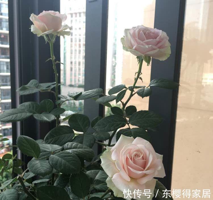 几款漂亮花，花朵多又艳花香易打理，对待新手很友好