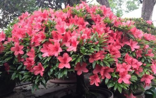 给花浇水时别忘了加颗小药片,不黄叶、不烂根、开完一茬又一茬