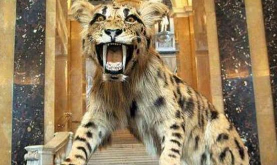 远古人类的天敌恐猫，简直是古人类的噩梦，它是如何灭绝的？ - 快资讯