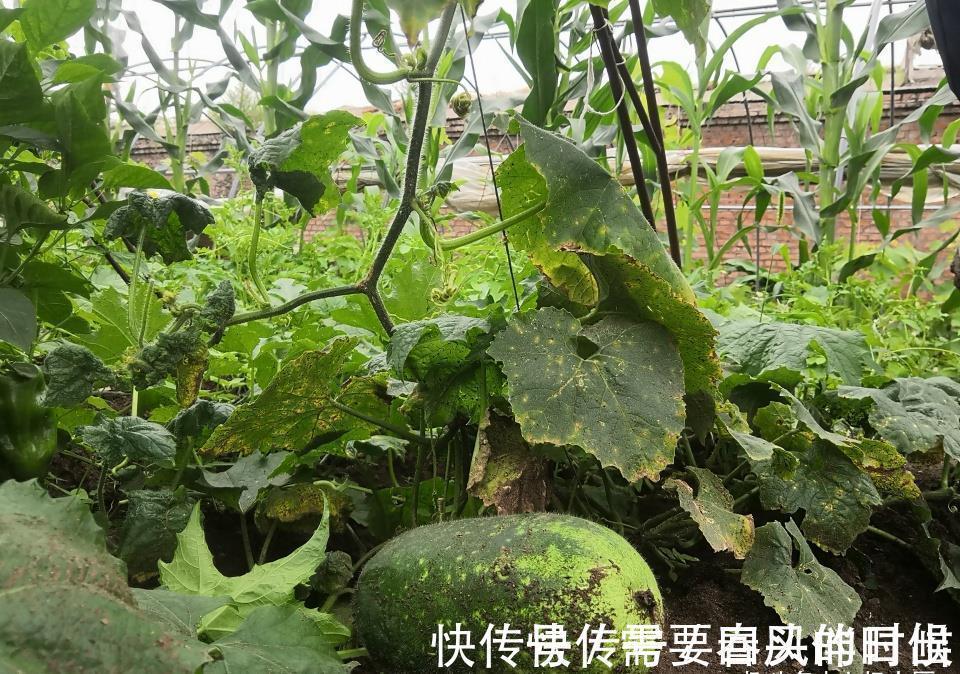 包子|秋季吃包子饺子,啥菜做馅都不如吃瓜,不值钱,润肺排毒还不燥