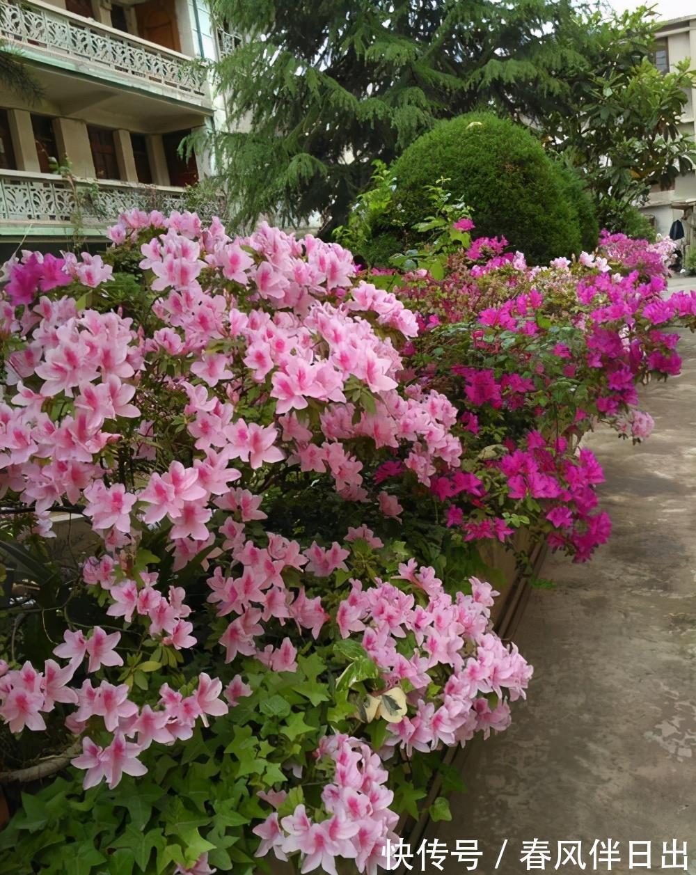 夏天|院子里养四种花，夏天冬天都不怕，花大艳丽，好看又顽强