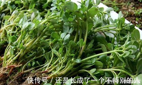 钾离子|马齿苋加一宝，白发变黑发，坚持15天，身体还会出现大变化