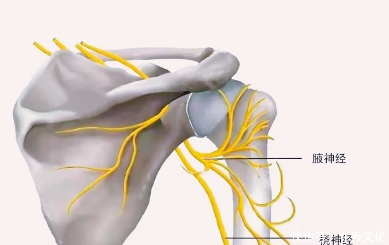 肩膀疼痛,并非肩周炎,问题在哪?您找对没?此文给您全新的认识