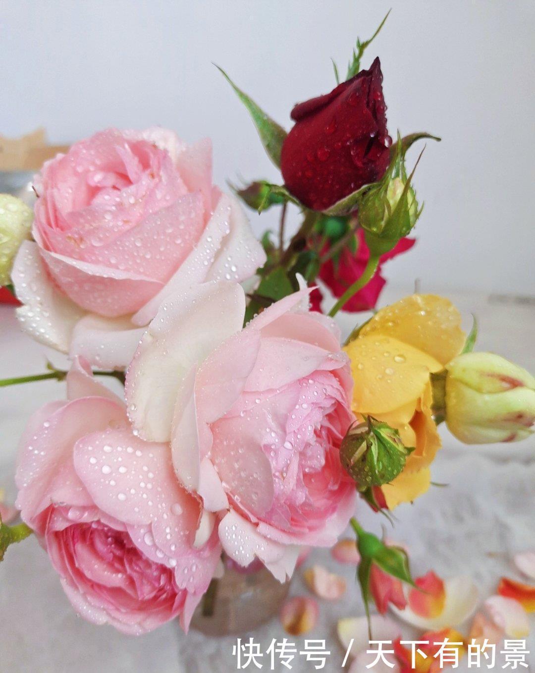 壮笋|养月季别急着开花,先壮笋再养叶,花量成倍增长,一整年都有花赏