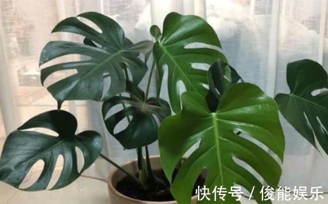 龟背竹|有钱人尤其喜欢养这3种花,家里一片绿油油,日子会越过越顺!