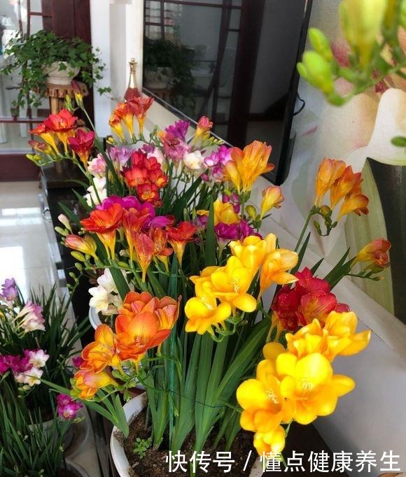 这花一开,“七彩仙女”下凡间,还能治蛇毒!绿萝吊兰“土掉渣”!