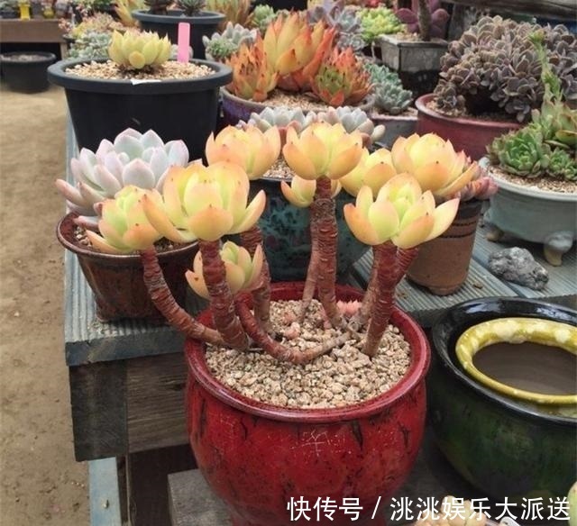 浇水|进入夏季,“多肉党”做好这3步,防止多肉“穿裙子”,一学就会