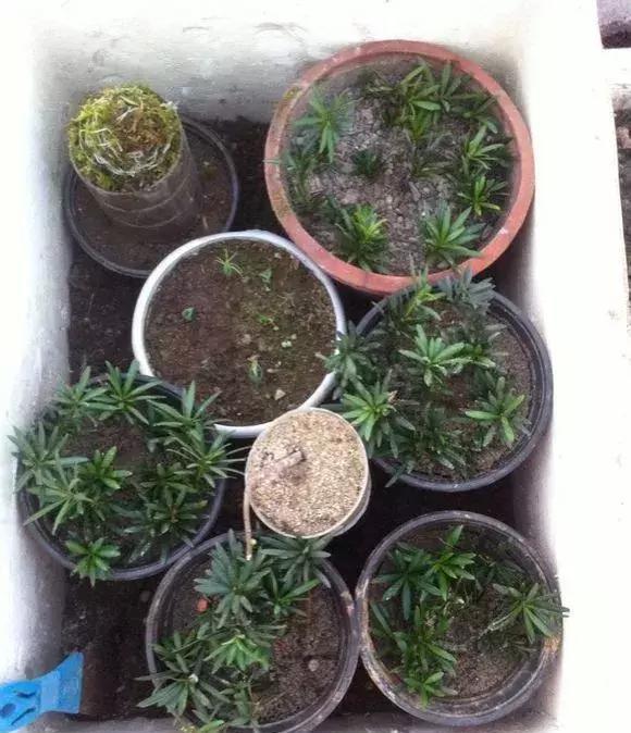 罗汉松买不起,1根枝1粒种就养出来,枝干奇异,长得贼快