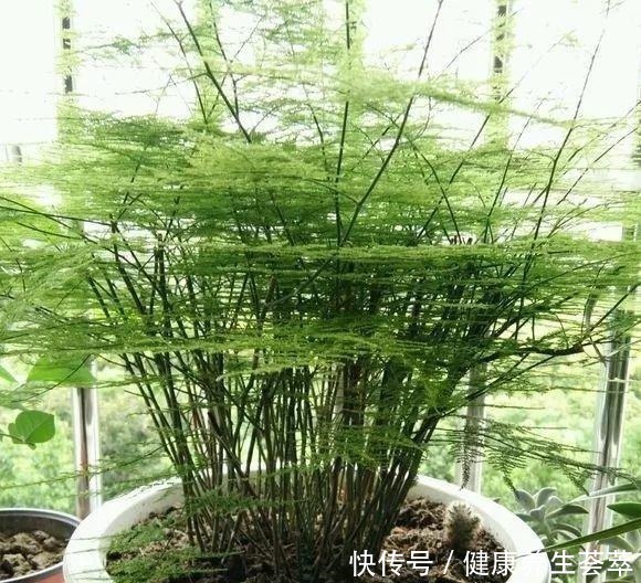 叶片|文竹有“三喜三怕”,顺着它,盛夏也生机勃勃,养成苍劲小老桩!