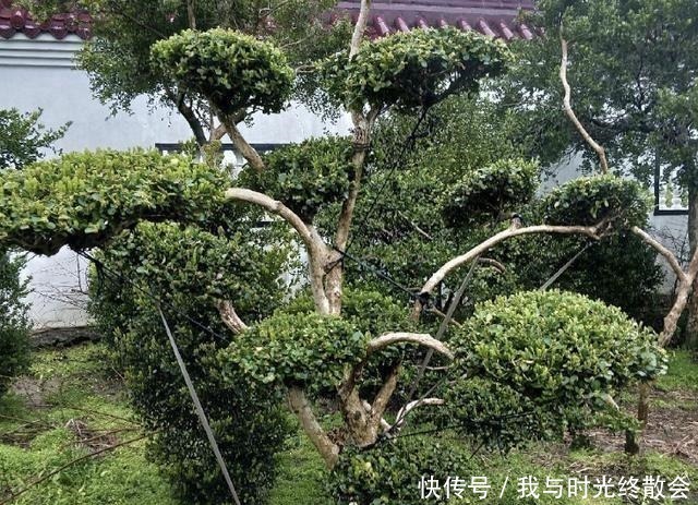上万1棵的“盆景树”,养2盆“镇宅”,观赏价值也高,关键值钱!