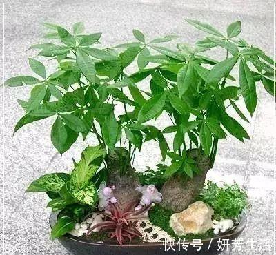 浇水|越不浇水越能养爆盆,懒人或者新手养花就选此6种