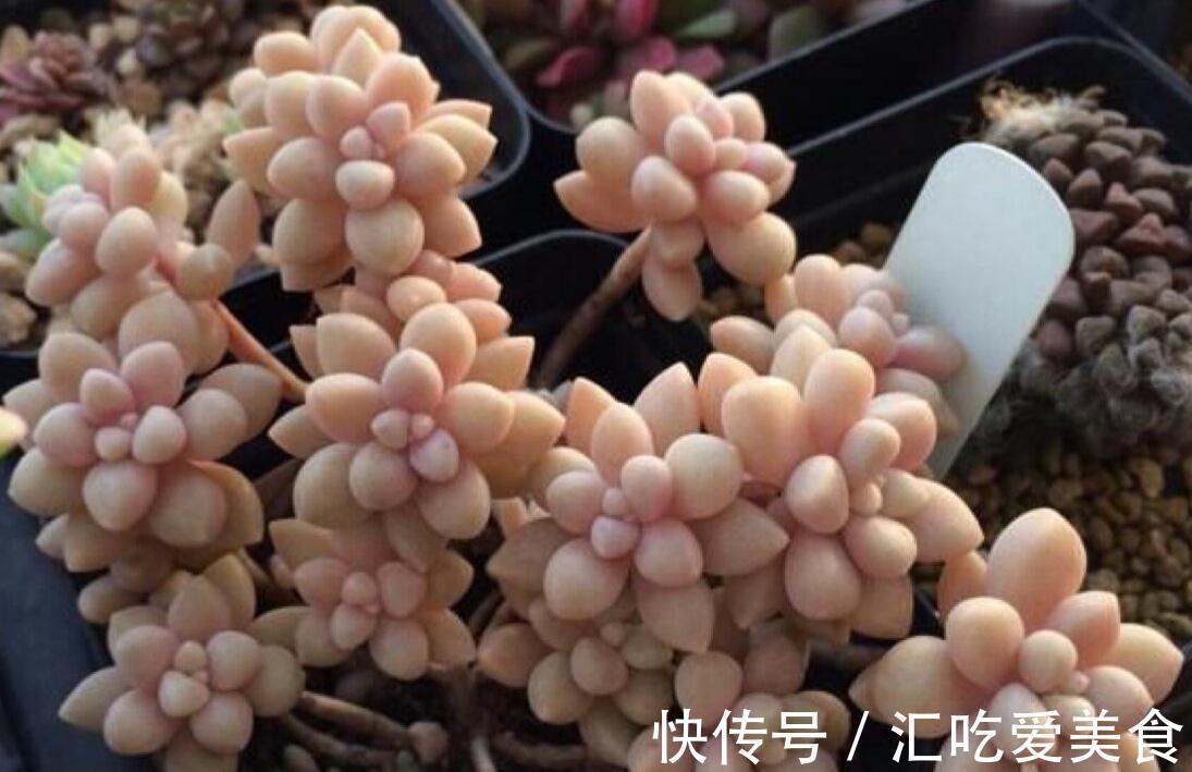 多肉植物|盘点那些既便宜又漂亮的多肉植物