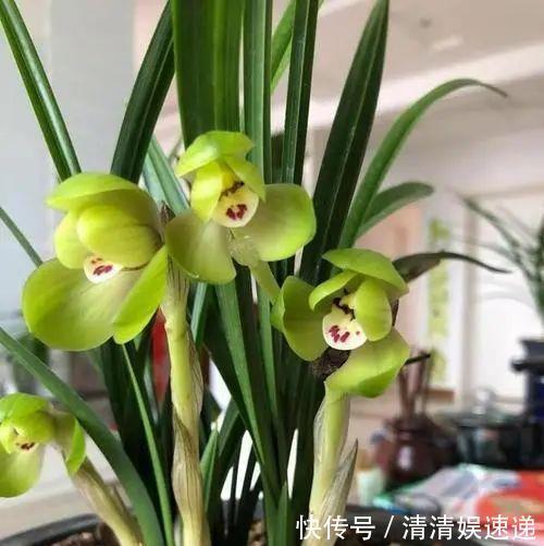 中国美食|旧筷子养花真不错，直接插在花盆里，这次浇水心里有数了