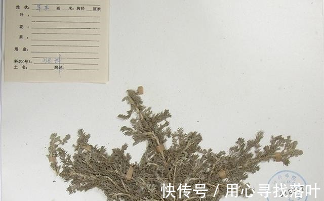 回菊|曾經火遍全國的“寶塔糖”，為何后來看不到了專家給出合理解釋！