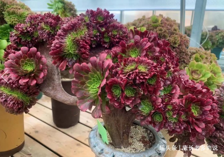 多肉植物|多肉植物法师缀化怎么砍头砍头以后要晾几天才能上盆栽种