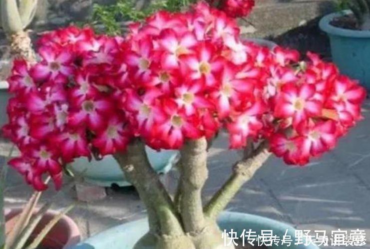 光照|现在就养3种花,天气越热,开花越美,一养就爆盆!