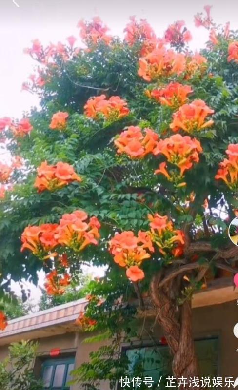 杀虫|家里有小院子,三种花草不要种,容易泛滥招蛇虫,很多人都害怕