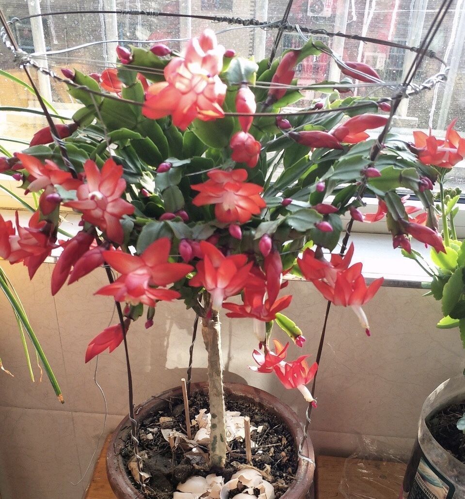 养花|正确用鸡蛋壳施肥,别让蛋壳在花盆里既发挥不了肥效还招虫子