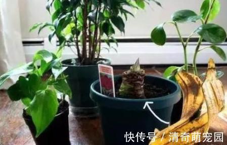 勾兑|刚扒的香蕉皮该如何处理养花？学2招，既能清洁又能增添营养