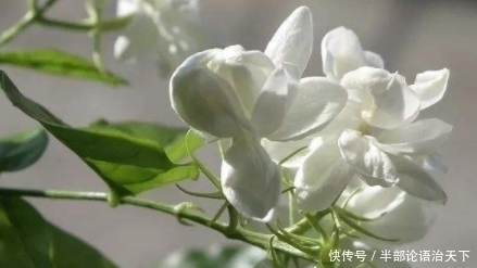 3种爱“喝醋”的花,30天能吃一斤,叶片青翠,开花旺,长得飞快