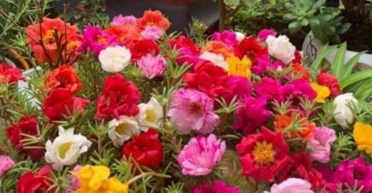 家里就养4种花，看了就让人沉醉，年年开花不断，美！