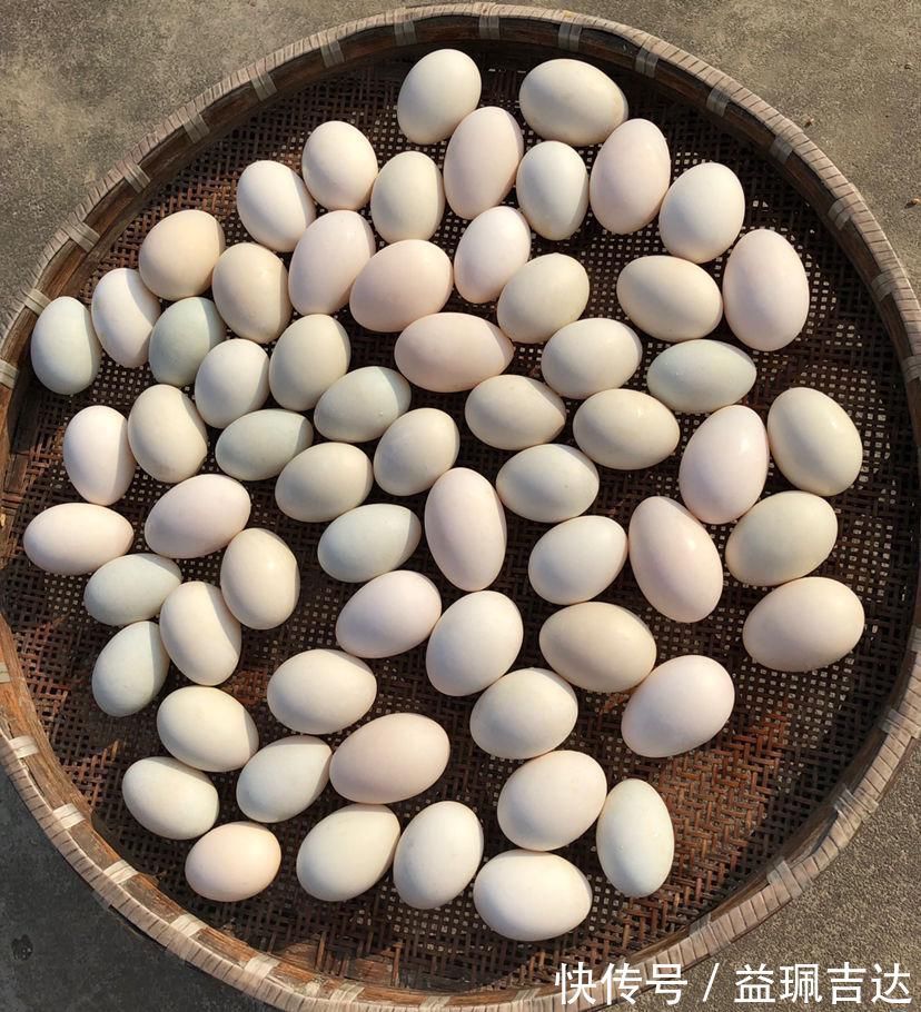 鸡蛋、鸭蛋、鹅蛋、鹌鹑蛋、鸽子蛋,这么多蛋,哪种最营养?