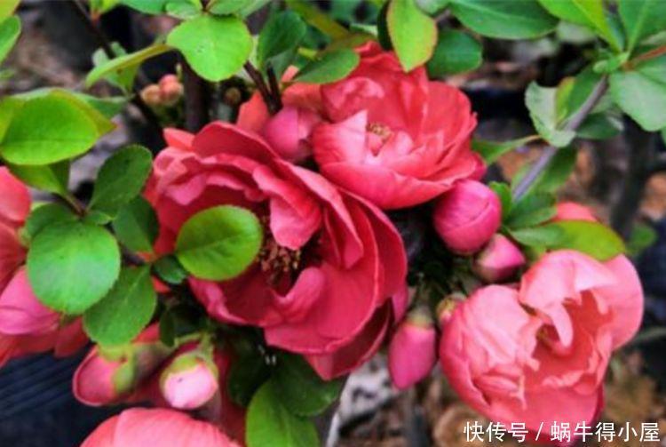 适合客厅养护的花卉，颜值超高，还能散发香气，净化空气