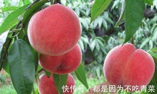 青椒青椒|对身体最好的以下食物,营养丰富,延缓衰老,好处多多