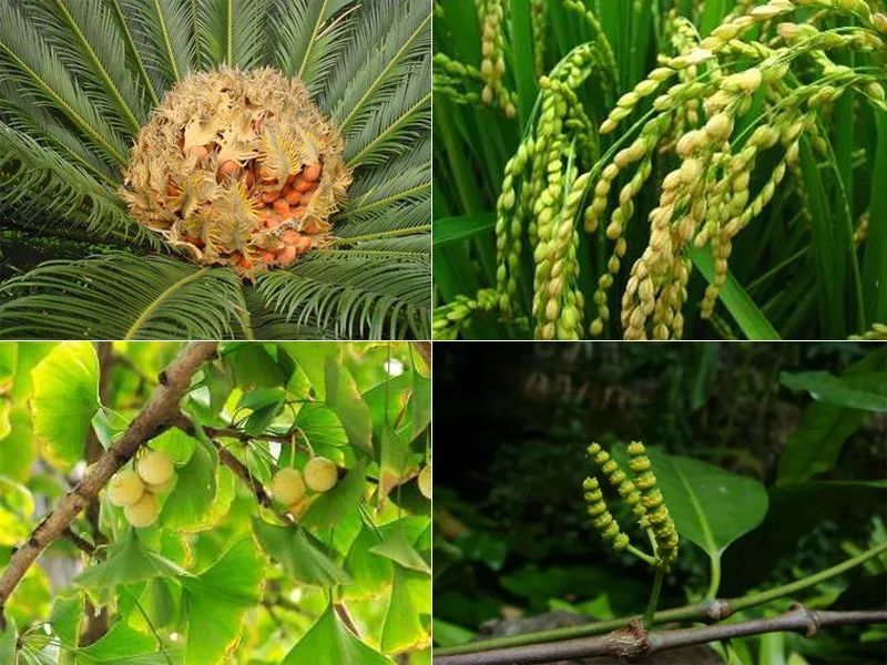 中科院南古所 3.5亿年前，地球这场超长“冻灾”谁造成的？