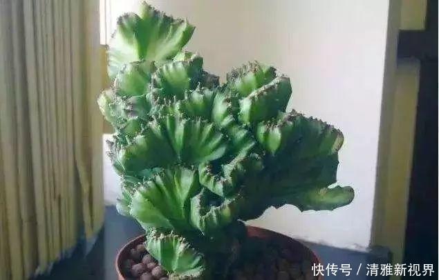 盆景|张大姐捡到一棵“怪植物”,放在盆里细心呵护,现在升值赚大了