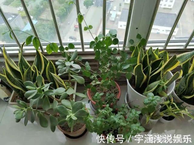 低温|低于5度,6种花一整个冬天不浇水,也能照样活